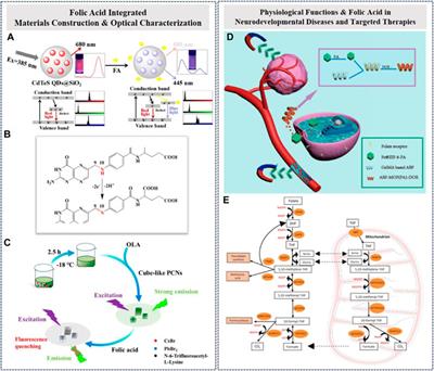 The function of chemical folic acid in calibration methods and neurodevelopmental disorders